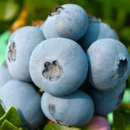 Саженец Голубика Осеннее наслаждение